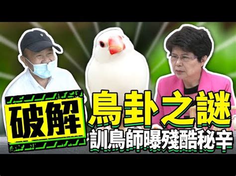 龜鳥卦破解|《神秘52區》深夜中尋求解答 「龜鳥」透玄機 ...